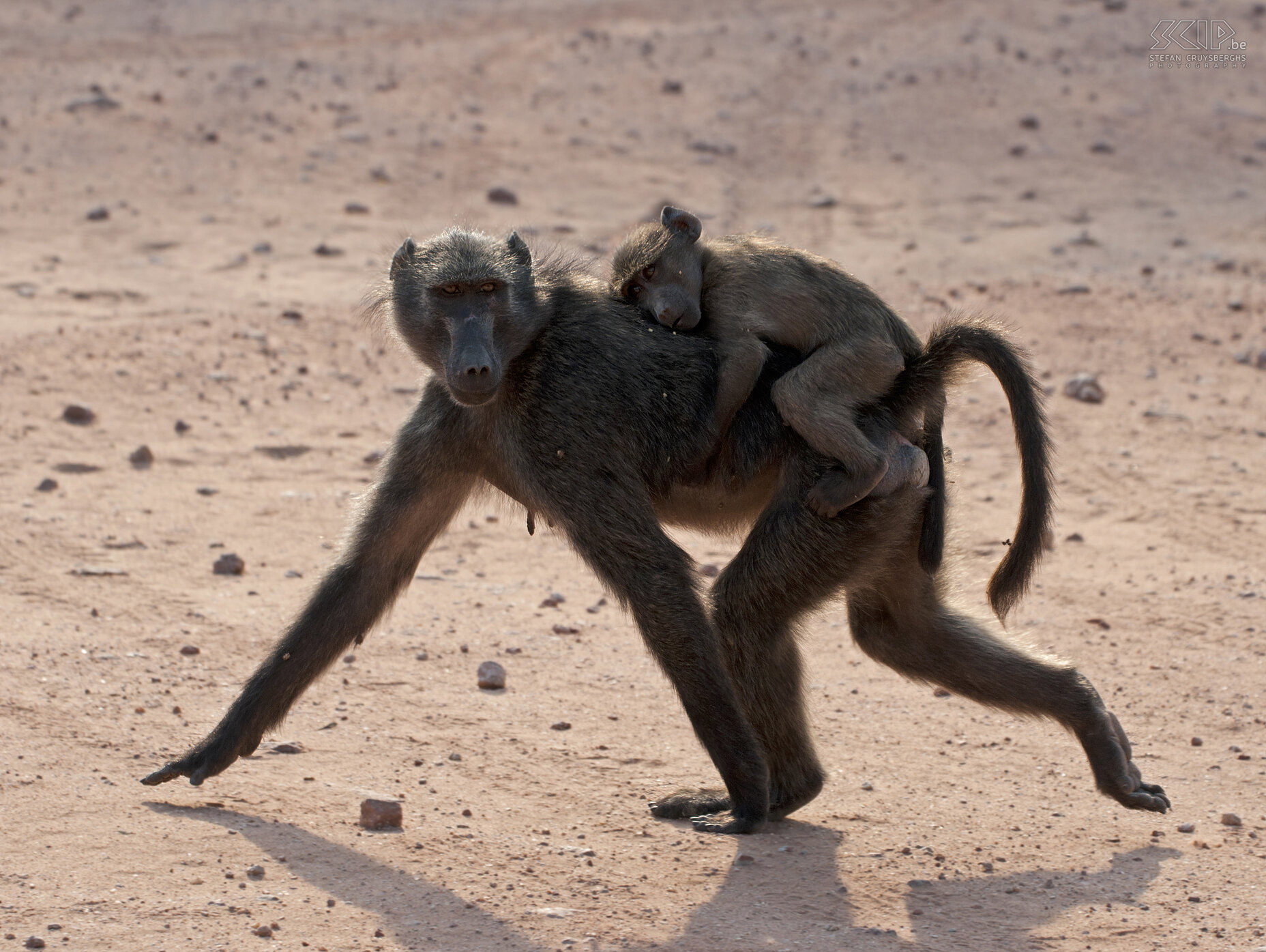 Waterberg - Chacma baviaan met baby  Stefan Cruysberghs